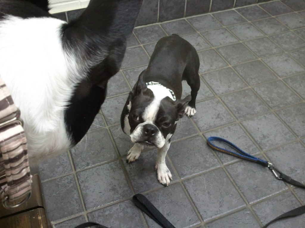 stinkeye